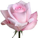Roses Light Pink Sweet Akito - BloomsyShop.com