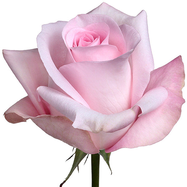 Roses Light Pink Sweet Akito - BloomsyShop.com