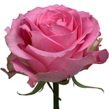 Roses Medium Pink Sweet Unique - BloomsyShop.com
