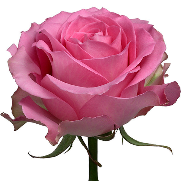 Roses Medium Pink Sweet Unique - BloomsyShop.com