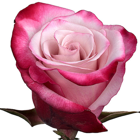 Roses Novelties Sweetberry - BloomsyShop.com
