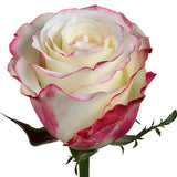 Roses Novelties Sweetness - BloomsyShop.com