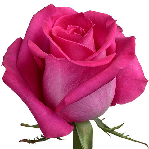 Roses Hot Pink Topaz - BloomsyShop.com