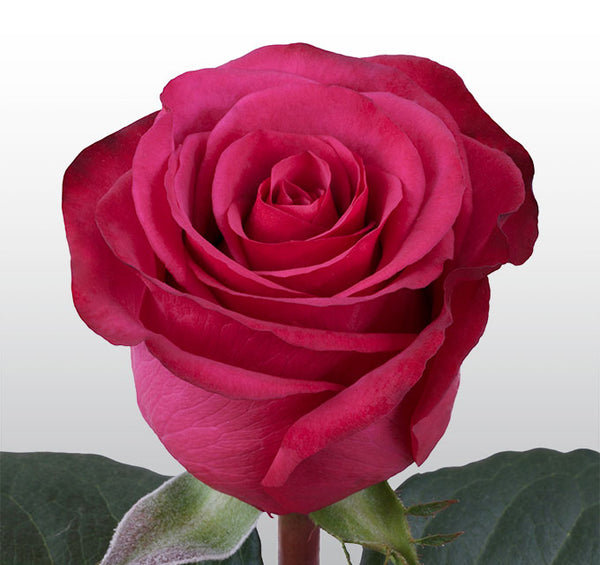 Roses Hot Pink Roseberry - BloomsyShop.com