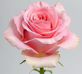 Roses Medium Pink Saga - BloomsyShop.com