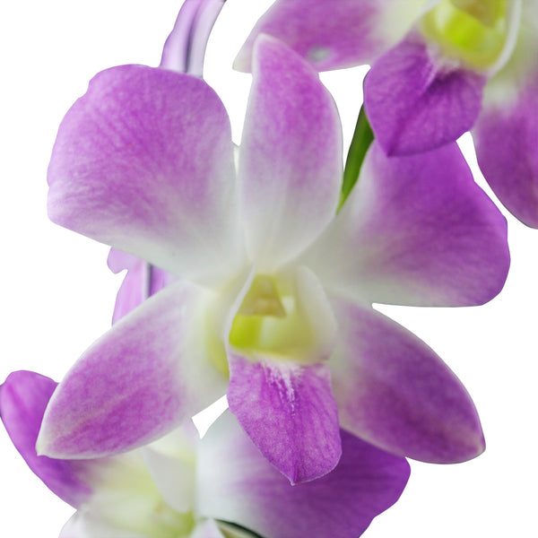 Dendrobium Orchids Sakura - BloomsyShop.com