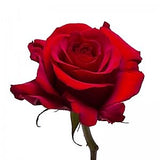 Roses Red Sexy Red - BloomsyShop.com