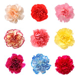 Carnations Fundraiser Pack Assorted Colors - BloomsyShop.com