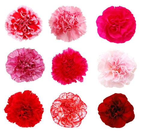 Carnations V-Day Fundraiser Pack - BloomsyShop.com