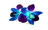 Dendrobium Orchids Blue - BloomsyShop.com
