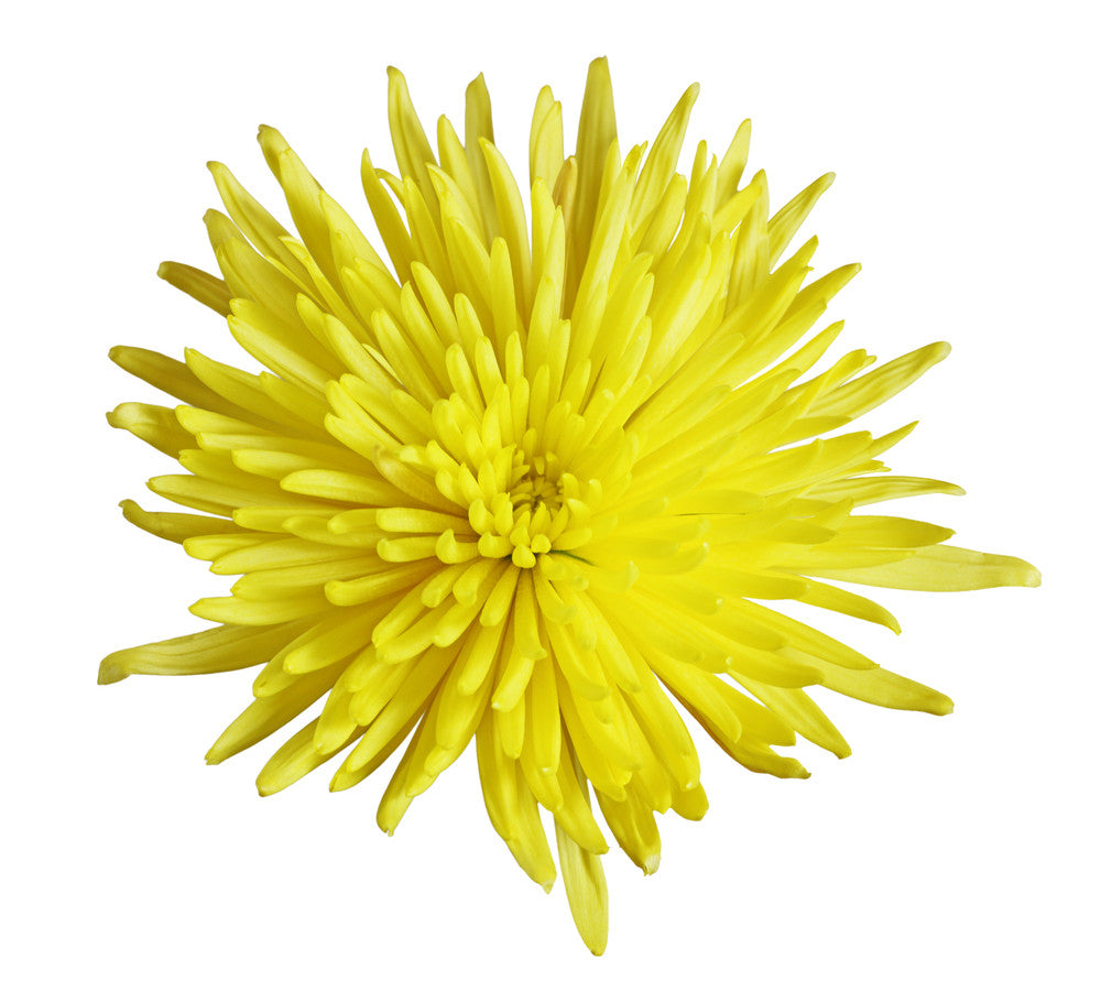 Disbuds Anastasia Yellow - BloomsyShop.com