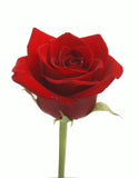 Red Roses V-Day Farm Choice - BloomsyShop.com