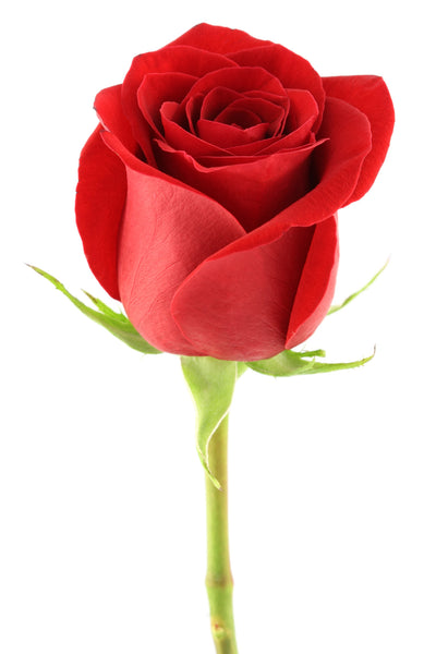 Red Roses V-Day Farm Choice - BloomsyShop.com