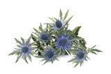 Eryngium Purple - BloomsyShop.com