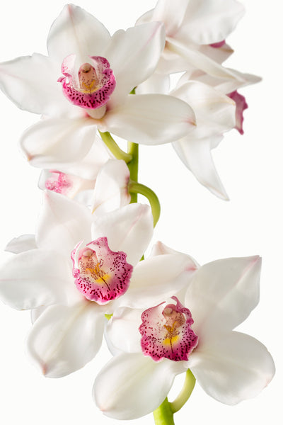 Cymbidium Orchid White - BloomsyShop.com
