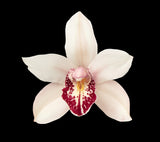 Cymbidium Orchid White - BloomsyShop.com