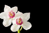 Cymbidium Orchid White - BloomsyShop.com