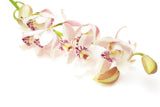 Cymbidium Orchid White - BloomsyShop.com