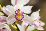 Cymbidium Orchid White - BloomsyShop.com