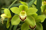 Cymbidium Orchids Green - BloomsyShop.com