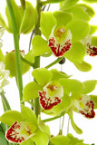 Cymbidium Orchids Green - BloomsyShop.com