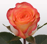 Roses Bicolor Orange Skyfire - BloomsyShop.com