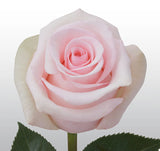 Roses Light Pink Sophie - BloomsyShop.com