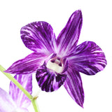 Dendrobium Orchids Star - BloomsyShop.com