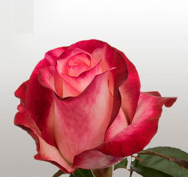 Roses Bicolor Pink Stunning - BloomsyShop.com