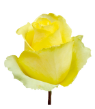 Roses Yellow Tara - BloomsyShop.com