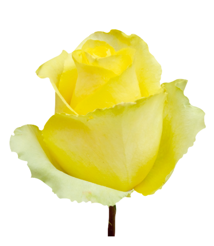 Roses Yellow Tara - BloomsyShop.com