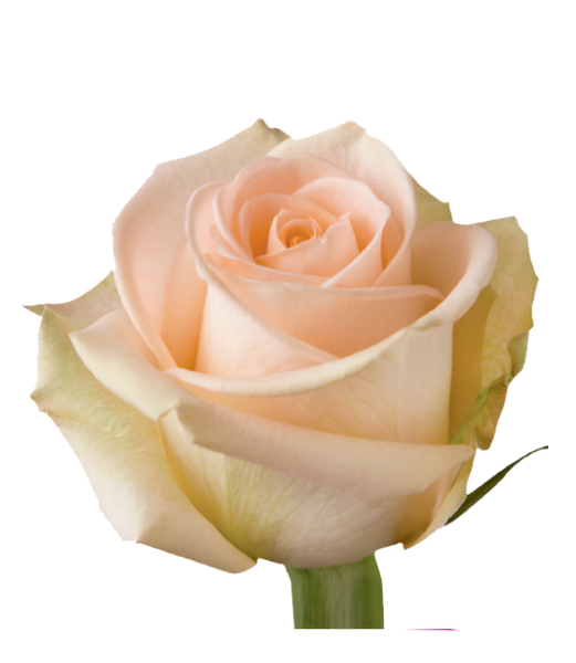 Roses Peach Tiffany - BloomsyShop.com