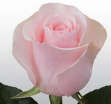 Roses Light Pink Titanic - BloomsyShop.com