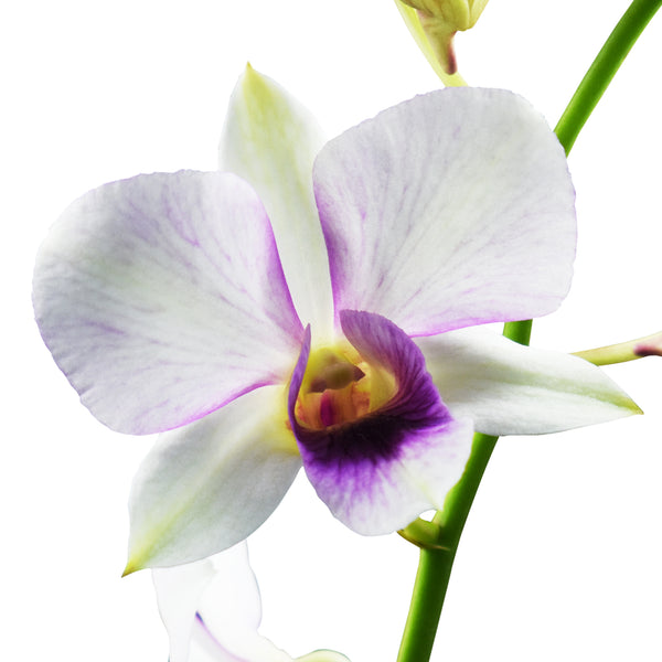 Dendrobium Orchids Triple Pink - BloomsyShop.com