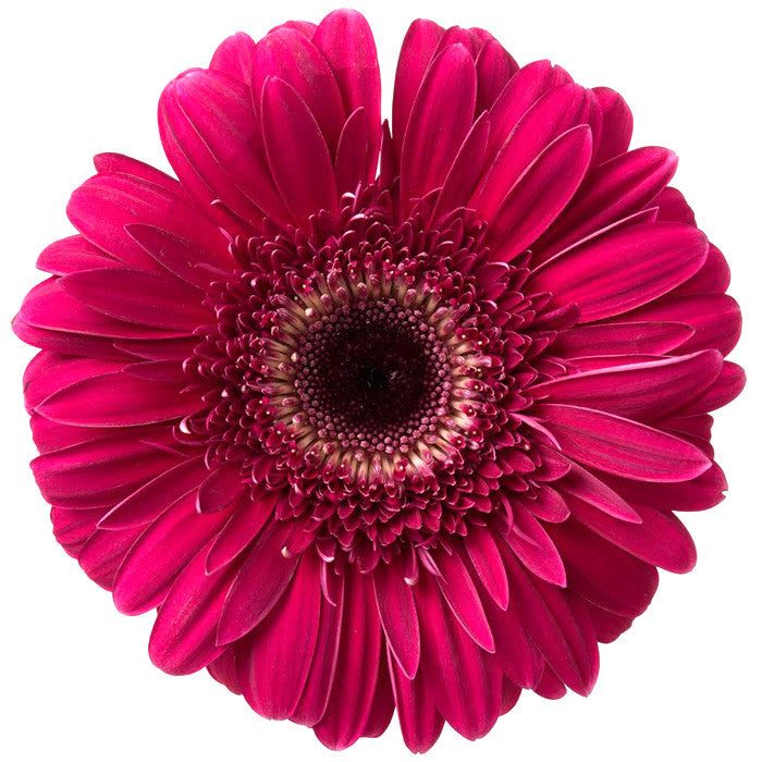 Burgundy Gerbera Daisy - BloomsyShop.com