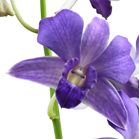 Dendrobium Orchids Violet - BloomsyShop.com