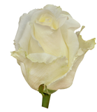 Roses White White Chocolate - BloomsyShop.com