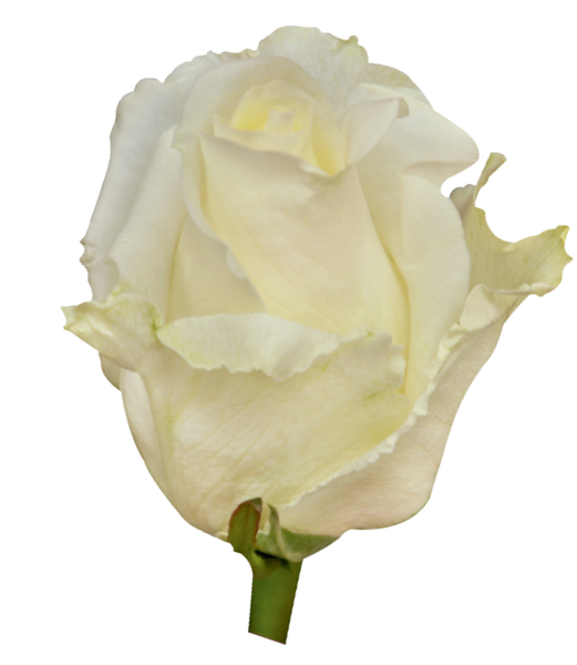 Roses White White Chocolate - BloomsyShop.com