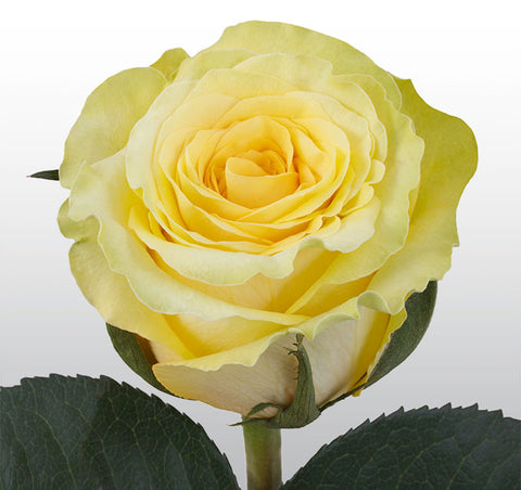 Roses Yellow Yokohama - BloomsyShop.com